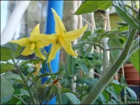 c025.webp