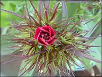 c028.webp
