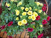 c029.webp