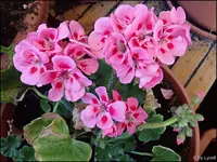 c030.webp