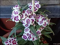 c031.webp