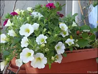 c032.webp