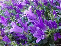c033.webp