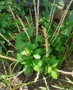 Hortensie 2021.webp