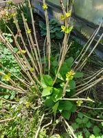 zweite Hortensie.webp