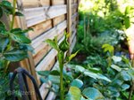 Gartenfreuden 3.jpg