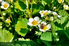 Gartenfreude 4.webp