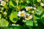 Gartenfreude 4.jpg
