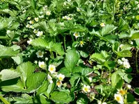 Gartenfreuden 4.webp