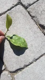 IMG-20210531-WA0006.webp