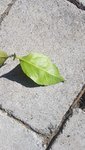 IMG-20210531-WA0005.jpg
