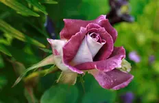 _MG_9720.webp