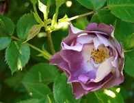 _MG_9721.webp