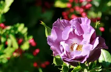 _MG_9723.webp