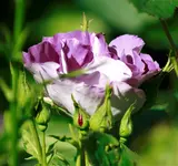 _MG_9724.webp