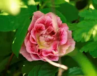 _MG_9744.webp
