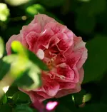 _MG_9745.webp