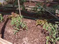 HPIM4270[1].webp