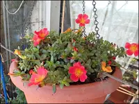 c034.webp