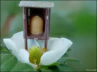 c035.webp