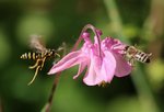 IMG_4286.JPG