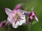 IMG_4290.JPG