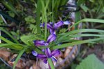 DSC09849.JPG