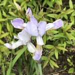 IMG_8261.JPG