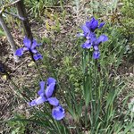 IMG_8258.JPG