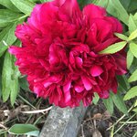 IMG_8262.JPG