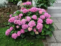 DSC00640.webp