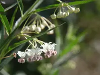 _MG_7433.webp