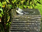 DSCF4666 (2).JPG
