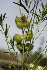 _MG_7435.webp