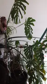 IMG-20210531-WA0008.webp