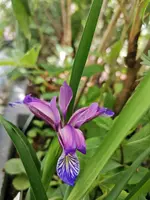 IMG_20210601_131319.webp