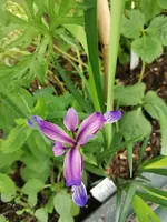IMG_20210601_131339.webp