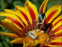 c038.webp