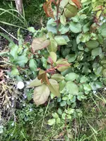 8C767E56-A543-424F-9203-8E0E665248C7.webp 8C767E56-A543-424F-9203-8E0E665248C7.webp