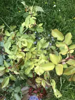 8A0AF27D-590E-4C00-931B-C25DDD538507.webp 8A0AF27D-590E-4C00-931B-C25DDD538507.webp