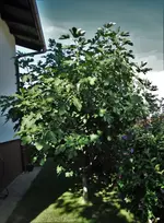 DSC07557.webp