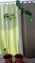 Beide_Bäume.webp