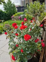 IMG_20210601_114354.webp
