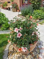 IMG_20210601_114423.webp