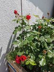 IMG_20210602_122912.jpg