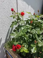 IMG_20210602_122912.webp