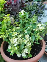 IMG_20210601_182749.webp