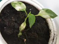 IMG_20210603_093509.webp IMG_20210603_093509.webp