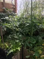 Tomatenecke.webp