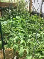 TomatenWalipini2.webp
